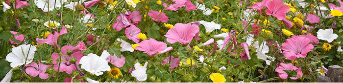 Plantes de saisons