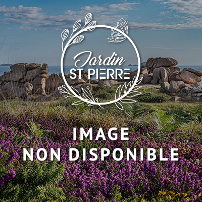 Photo indisponible AGERATUM BOULE BLEUE  Code prix 1 La Semeuse