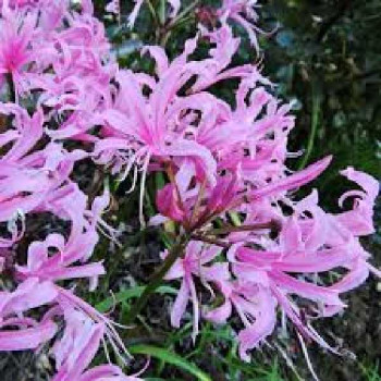 NERINE  Bowdenii