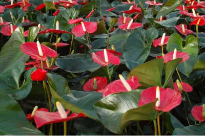 ANTHURIUM  Rouge