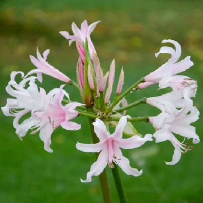 NERINE hybride Emanuelle