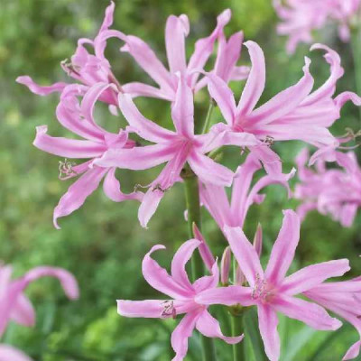 NERINE hybride Aphrodite