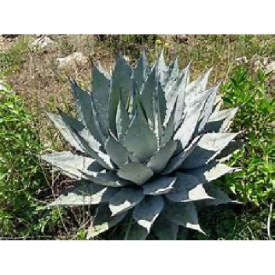 AGAVE applanata