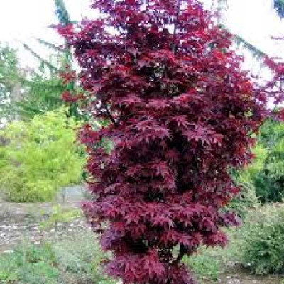 ACER palmatum Twomblys red sentinel