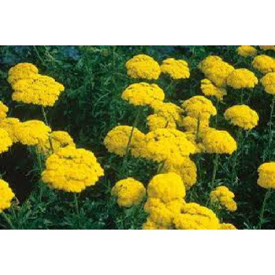 ACHILLEA filipendulina Cloth of gold