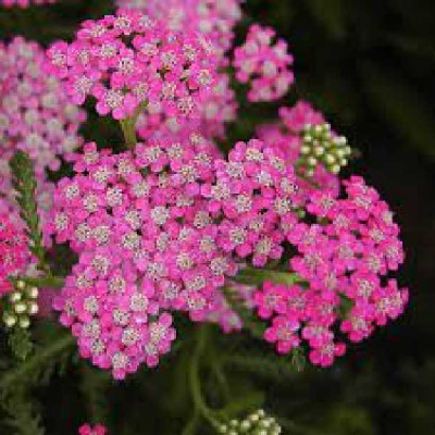 ACHILLEA millefolium Cerise queen