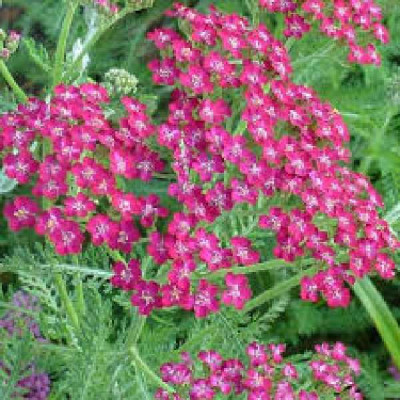 ACHILLEA millefolium Cassis