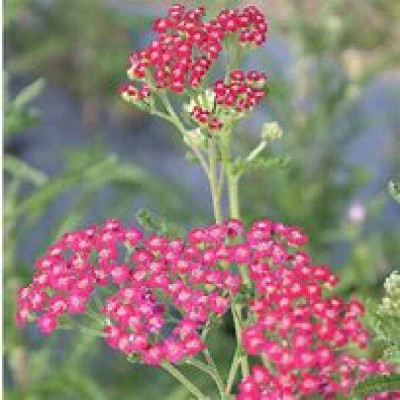 ACHILLEA millefolium Red beauty