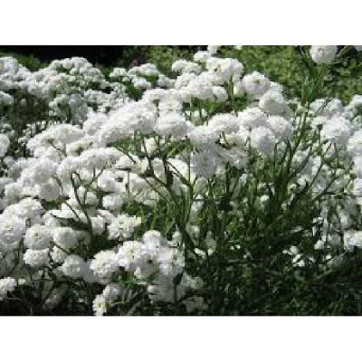 ACHILLEA ptarmica Perry's white