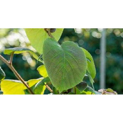 ACTINIDIA arguta Prince jumbo