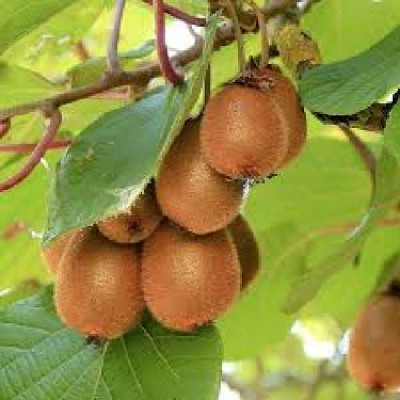 ACTINIDIA  Solissimo