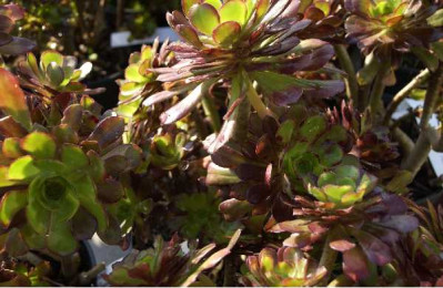 AEONIUM arboreum Atropurpureum