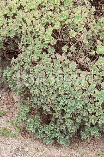 AEONIUM haworthii Bicolor