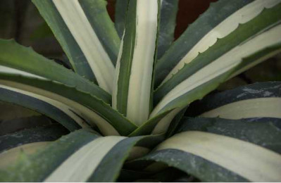 AGAVE americana Mediopicta