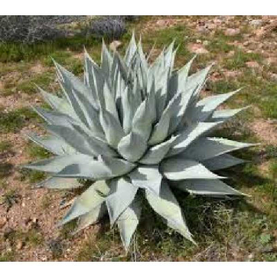 AGAVE deserti