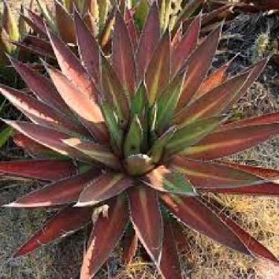 AGAVE kerchovel Huajuapan red