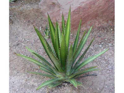 AGAVE lechuguilla