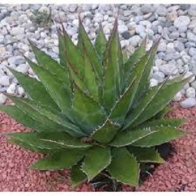 AGAVE montana