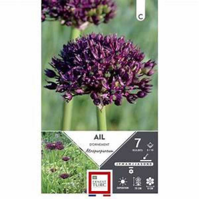 ALLIUM  ATROPURPUREUM 8/10 X7  C TURC