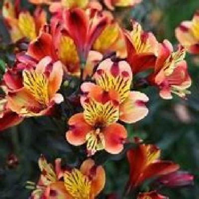 ALSTROMERIA  Garden indian summer bicolore