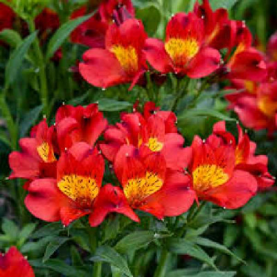 ALSTROMERIA  Garden summer heat rouge coeur jaune