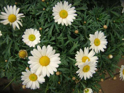 ANTHEMIS  Blanc