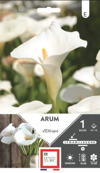 ARUM  ETHIOPIE 14/16 X1   TURC