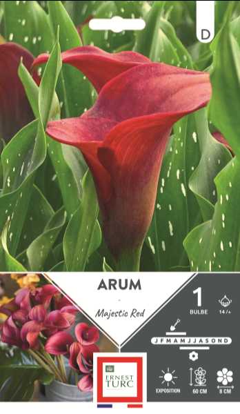 ARUM MAJESTIC RED 14/+ X1  C TURC