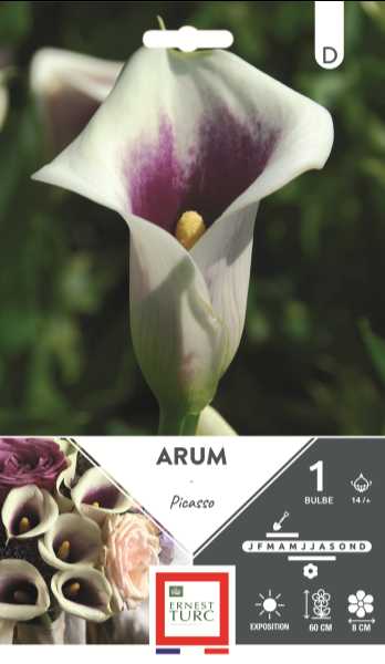 ARUM PICASSO 14/+ X1  C TURC