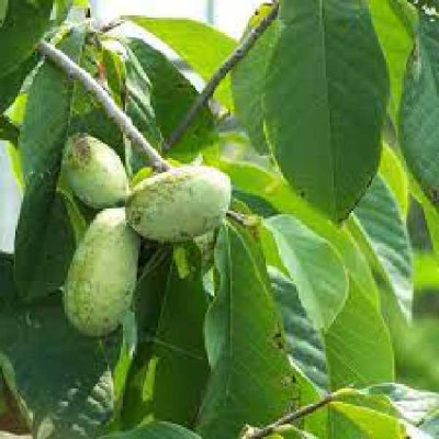 ASIMINA  Triloba prima autofertile