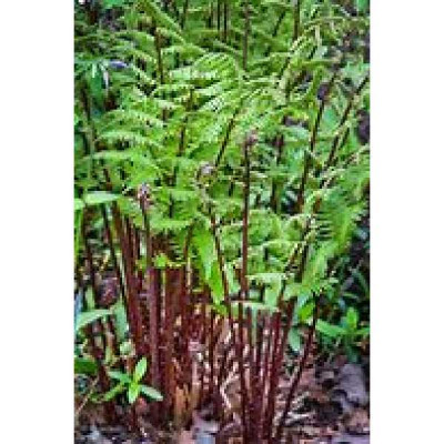 ATHYRIUM felix femina Lady in red