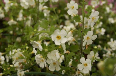 BACOPA