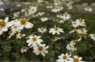 BIDENS  Blanc