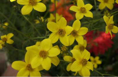 BIDENS  Jaune