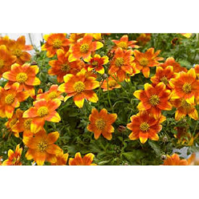 BIDENS  Orange