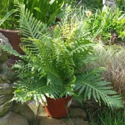 BLECHNUM gibbum Silver lady