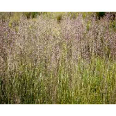 CALAMAGROSTIS acutiflora Avalanche