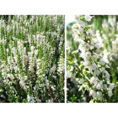 CALLUNA vulgaris Alba plena