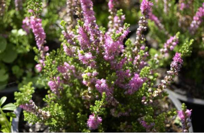 CALLUNA vulgaris Dark star