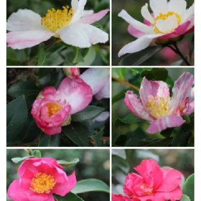 CAMELIA sassanqua