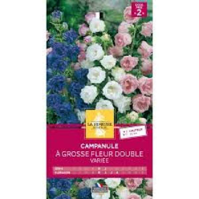 CAMPANULE A GROSSE FLEUR DOUBLE  Code prix 2 La Semeuse