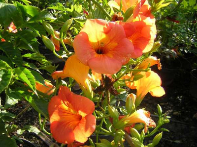 CAMPSIS grandiflora