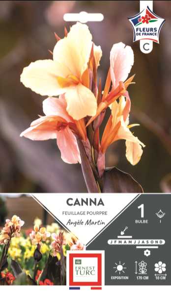 CANNA HAUT ANGELE MARTIN  I X1  C TURC