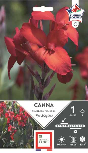 CANNA HAUT FEU MAGIQUE  I X1  C TURC