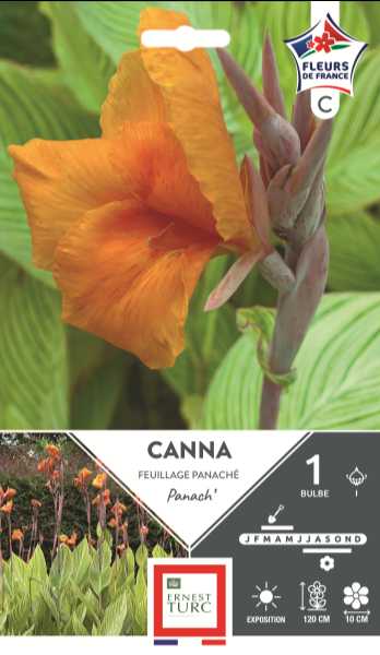 CANNA HAUT PANACH  I X1  C TURC