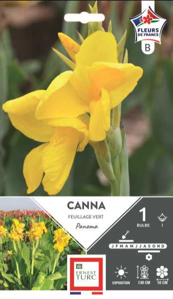 CANNA HAUT PANAMA  I X1  C TURC