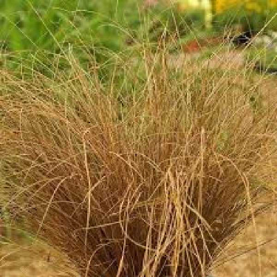 CAREX comans Bronze form