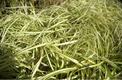 CAREX  Ever gold