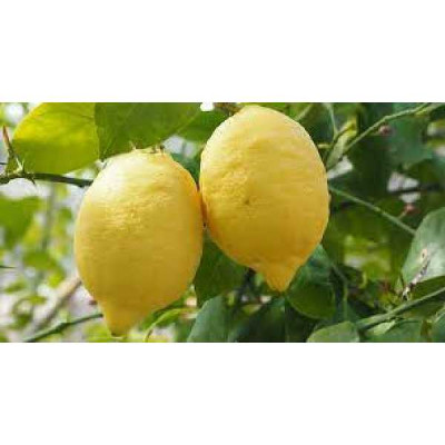 CITRUS limon