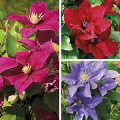 CLEMATIS grandes fleurs Boulevard